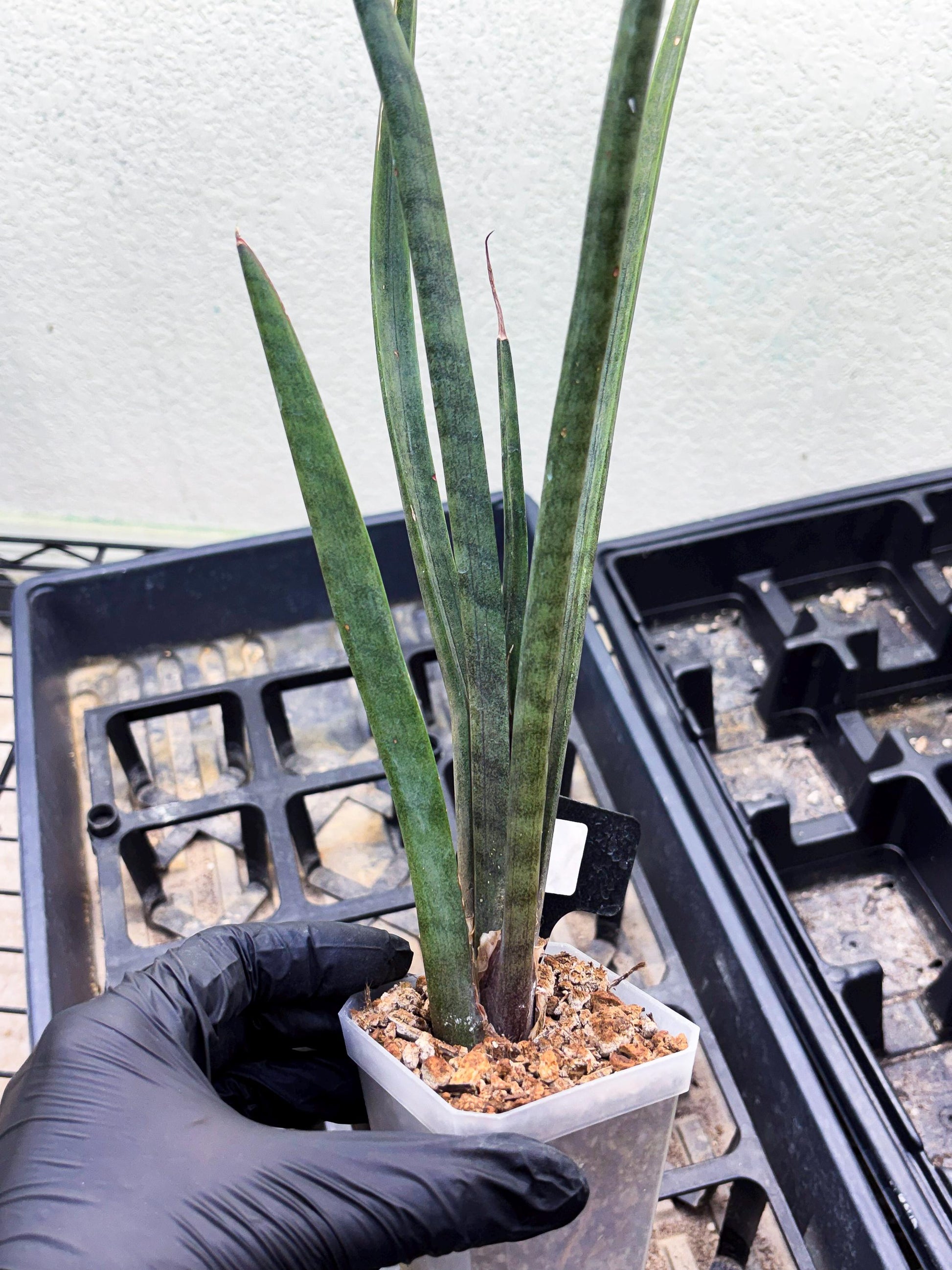 Sansevieria Vert Fonce (ob) (4) | New Imported Hybrids