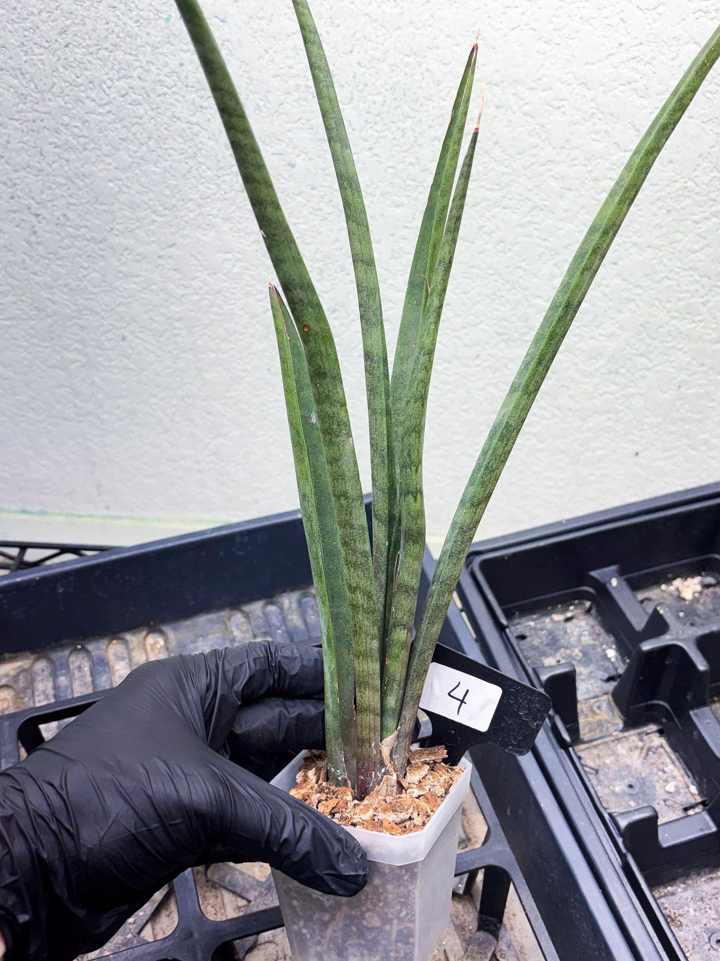 Sansevieria Vert Fonce (ob) (4) | New Imported Hybrids