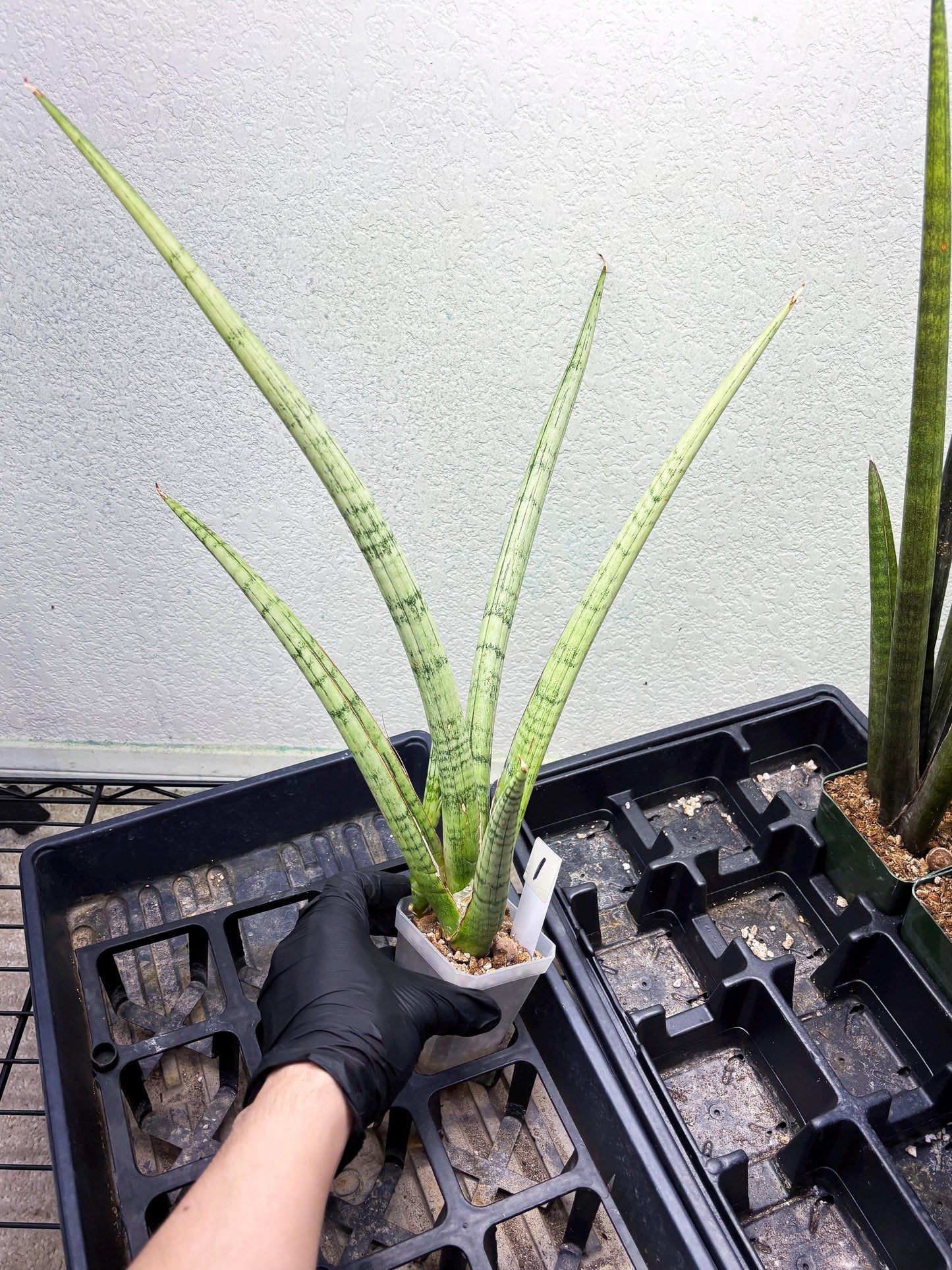 Sansevieria Licht (ob) (1) | New Imported Hybrids
