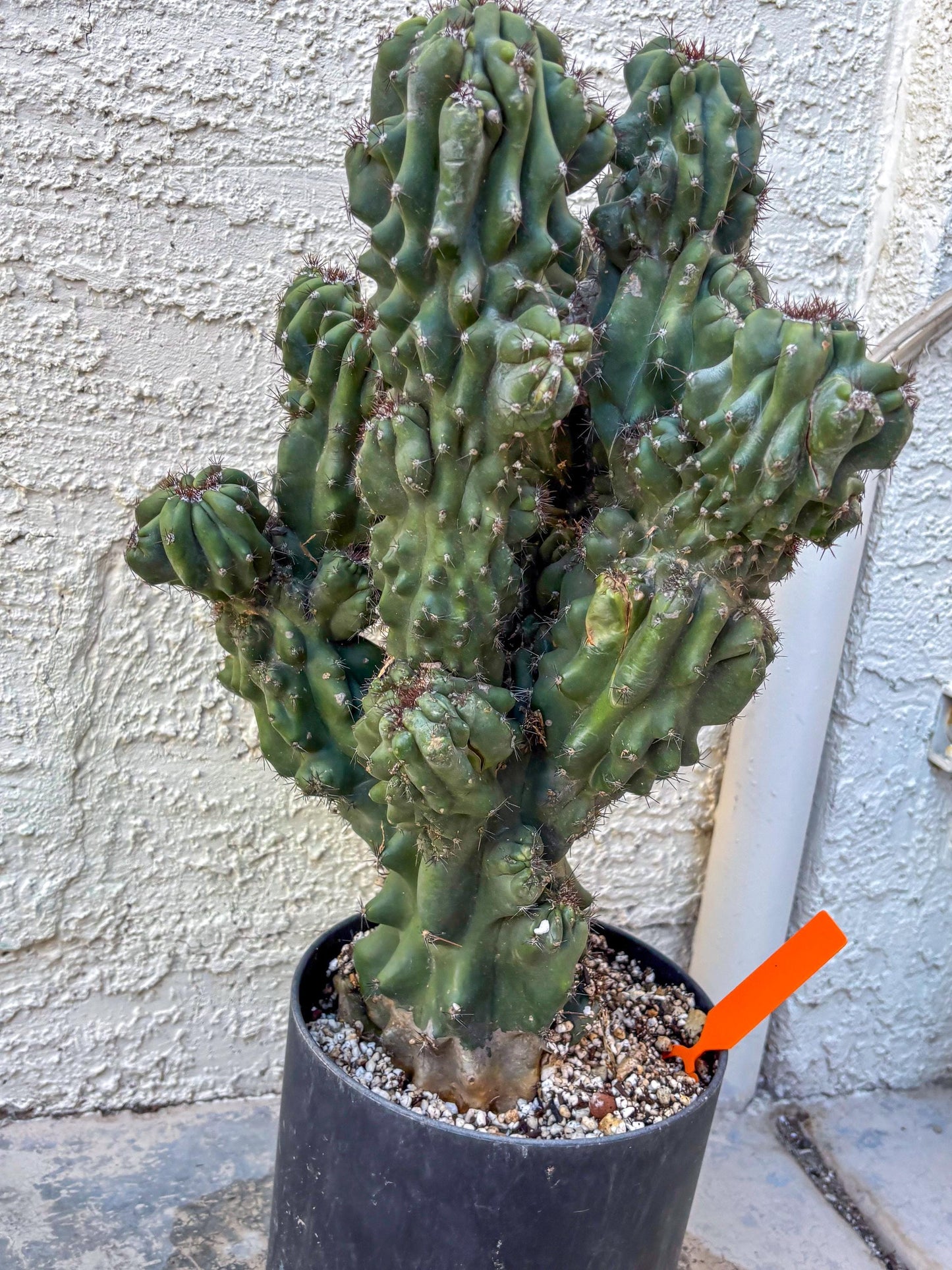Cereus Peruvianus Monstrosus (o) | Rare Cactus