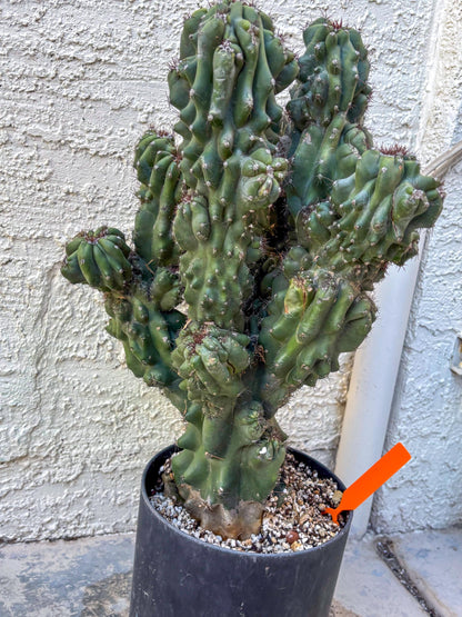 Cereus Peruvianus Monstrosus (o) | Rare Cactus