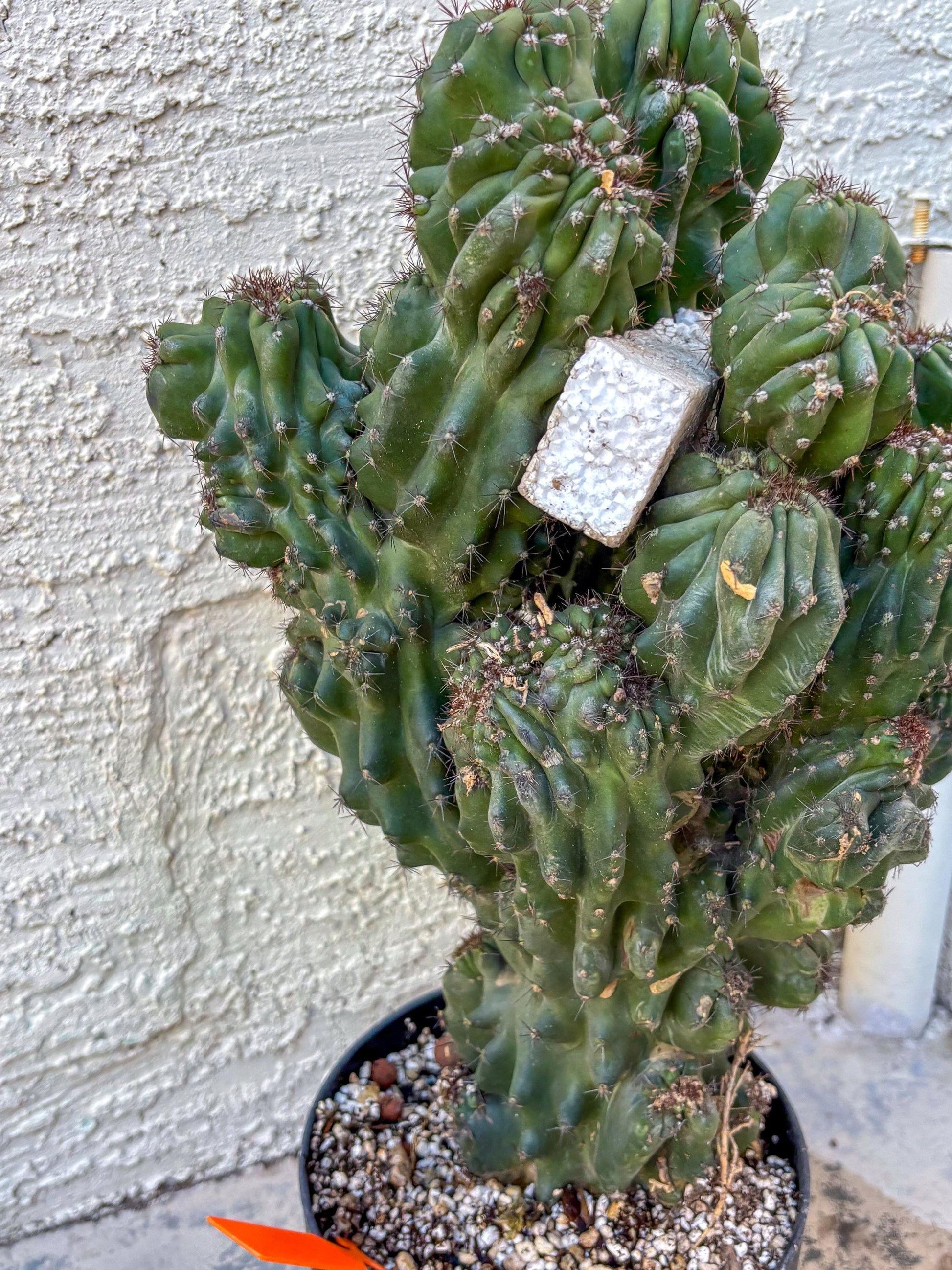 Cereus Peruvianus Monstrosus (o) | Rare Cactus