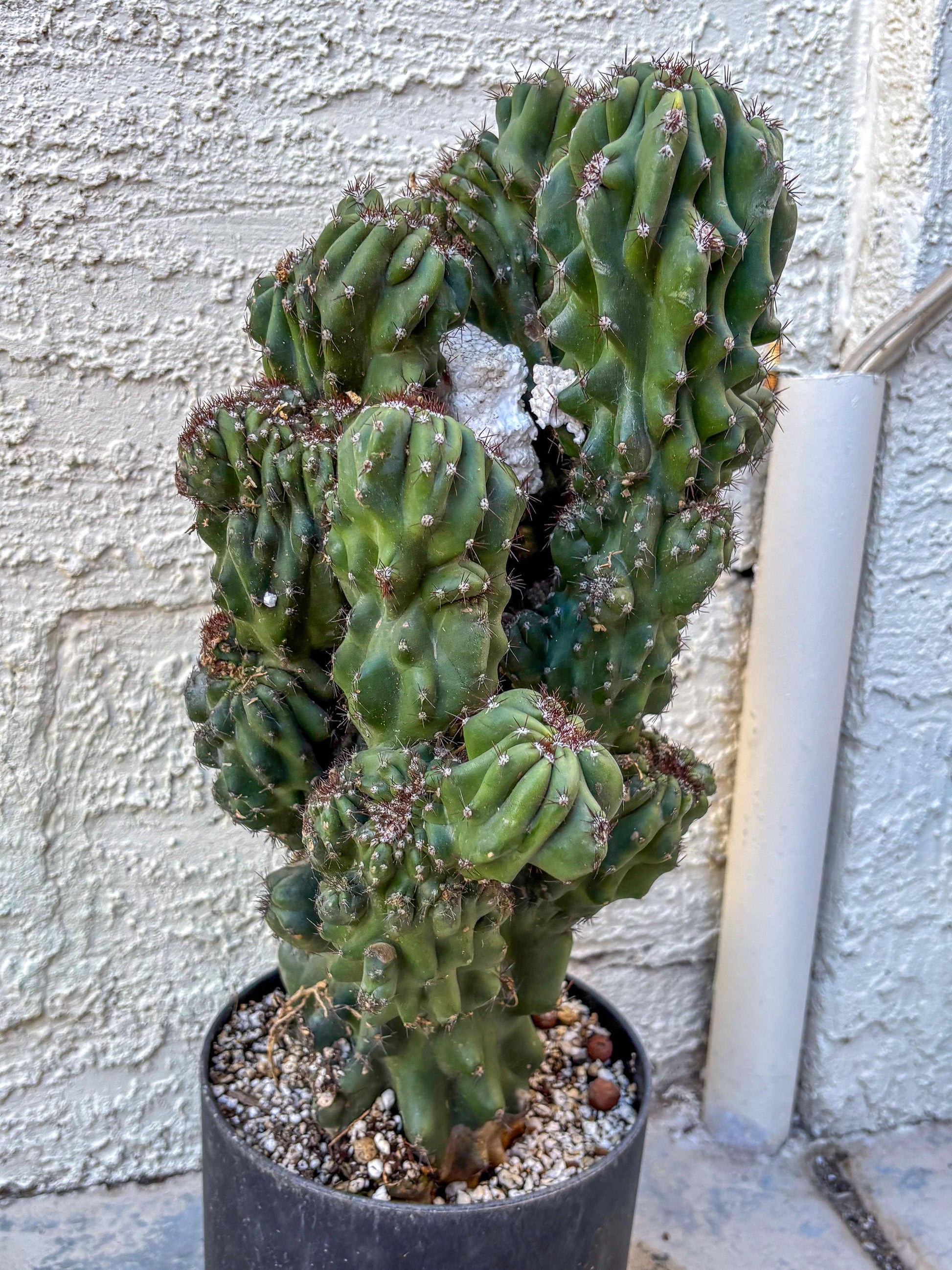 Cereus Peruvianus Monstrosus (o) | Rare Cactus