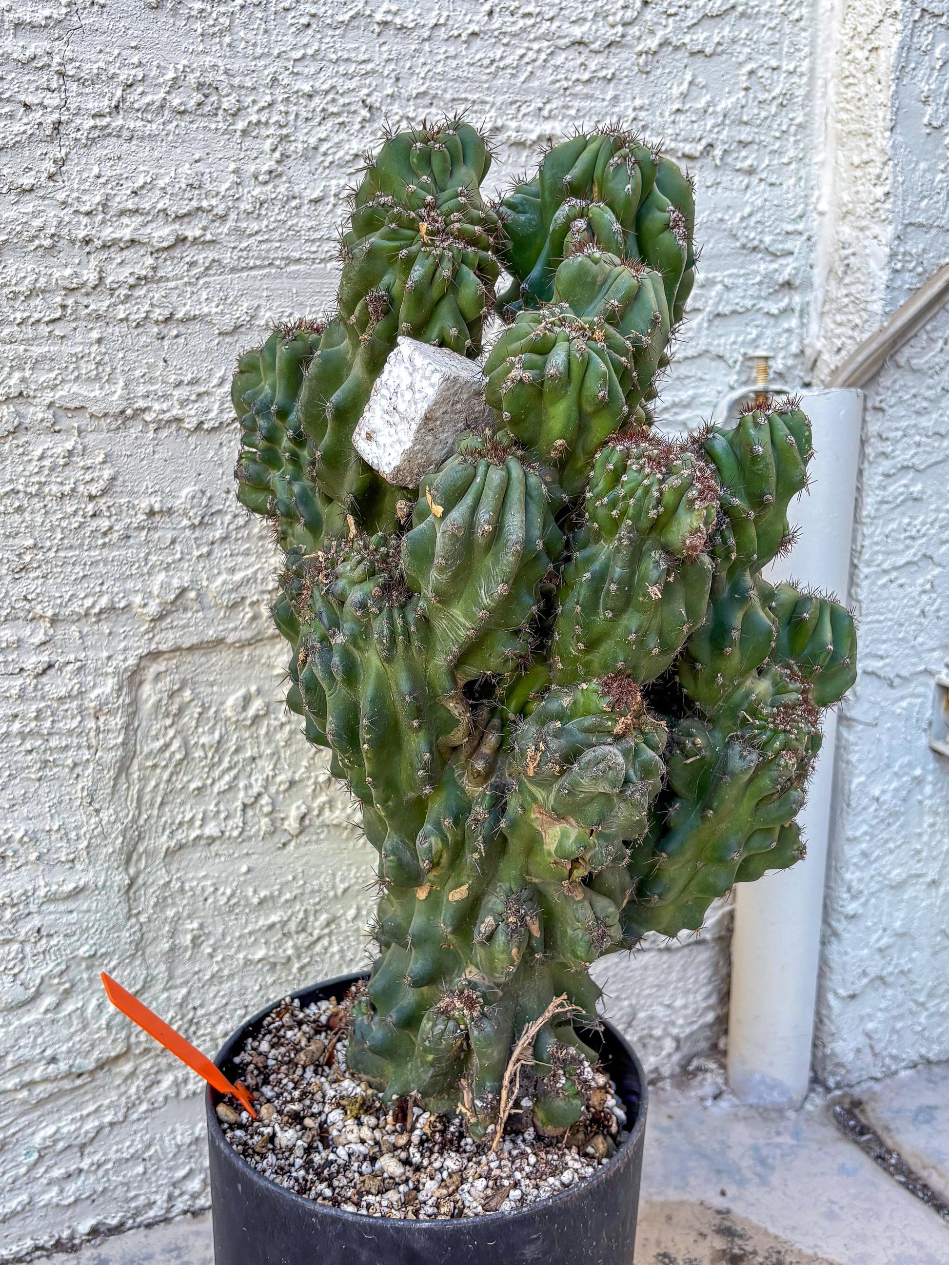 Cereus Peruvianus Monstrosus (o) | Rare Cactus