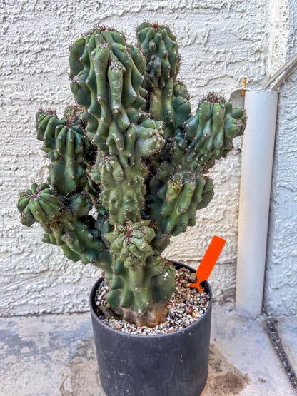 Cereus Peruvianus Monstrosus (o) | Rare Cactus
