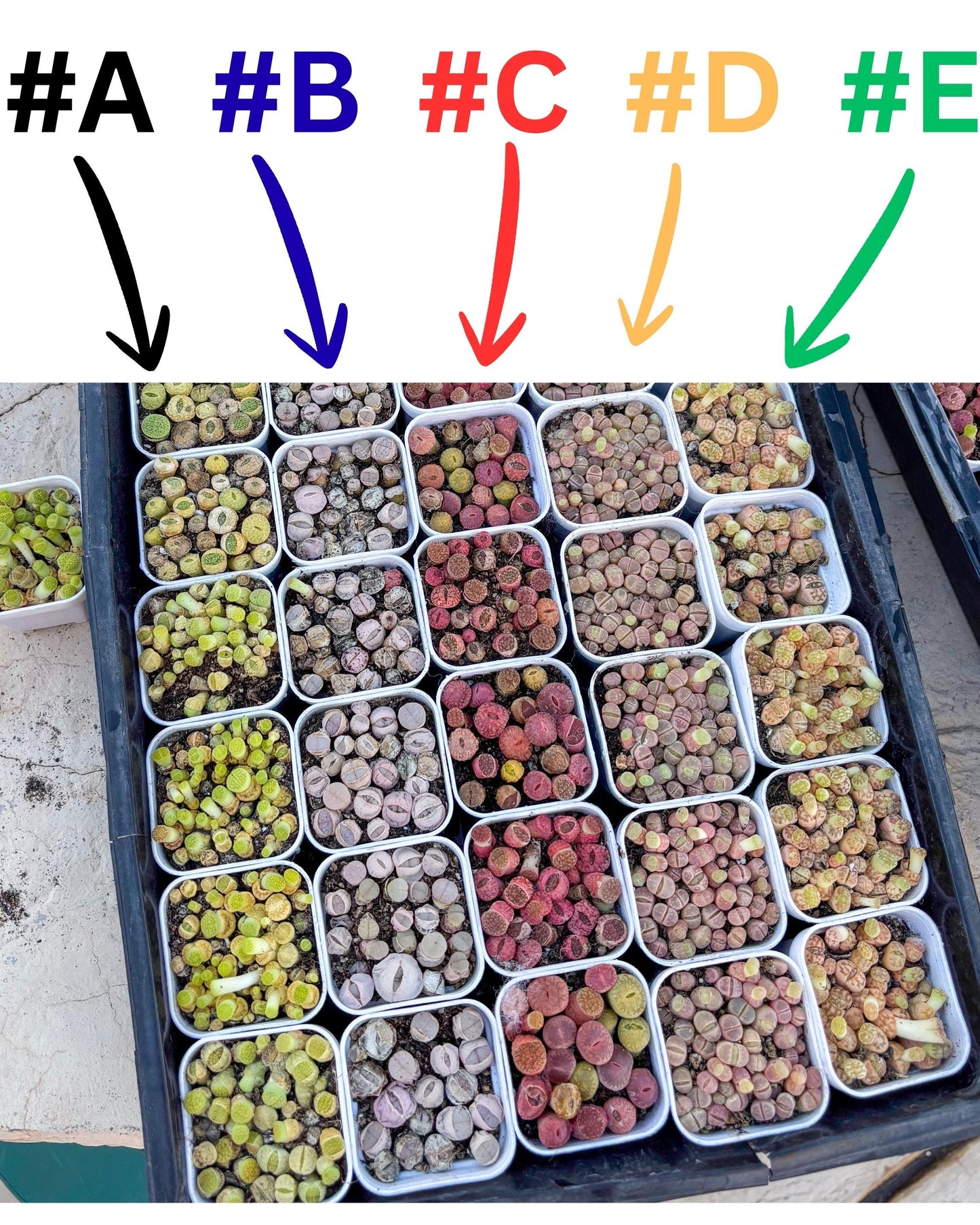 Colorful Lithops | In 2inch Pots