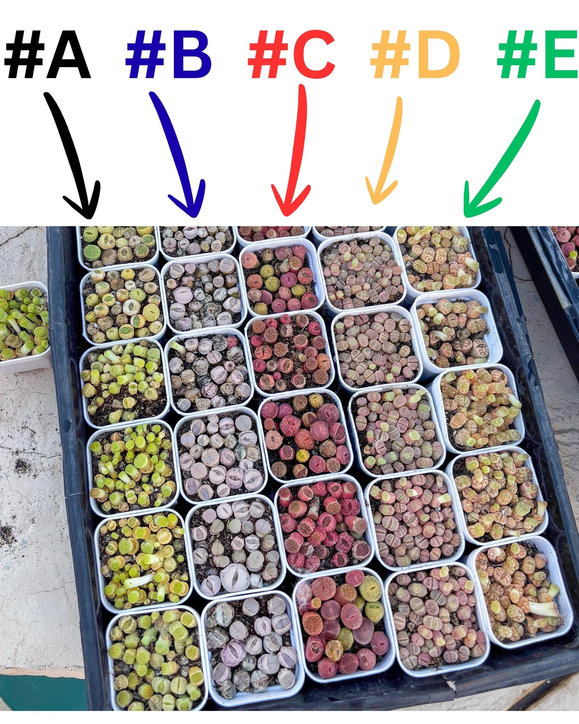 Colorful Lithops | In 2inch Pots