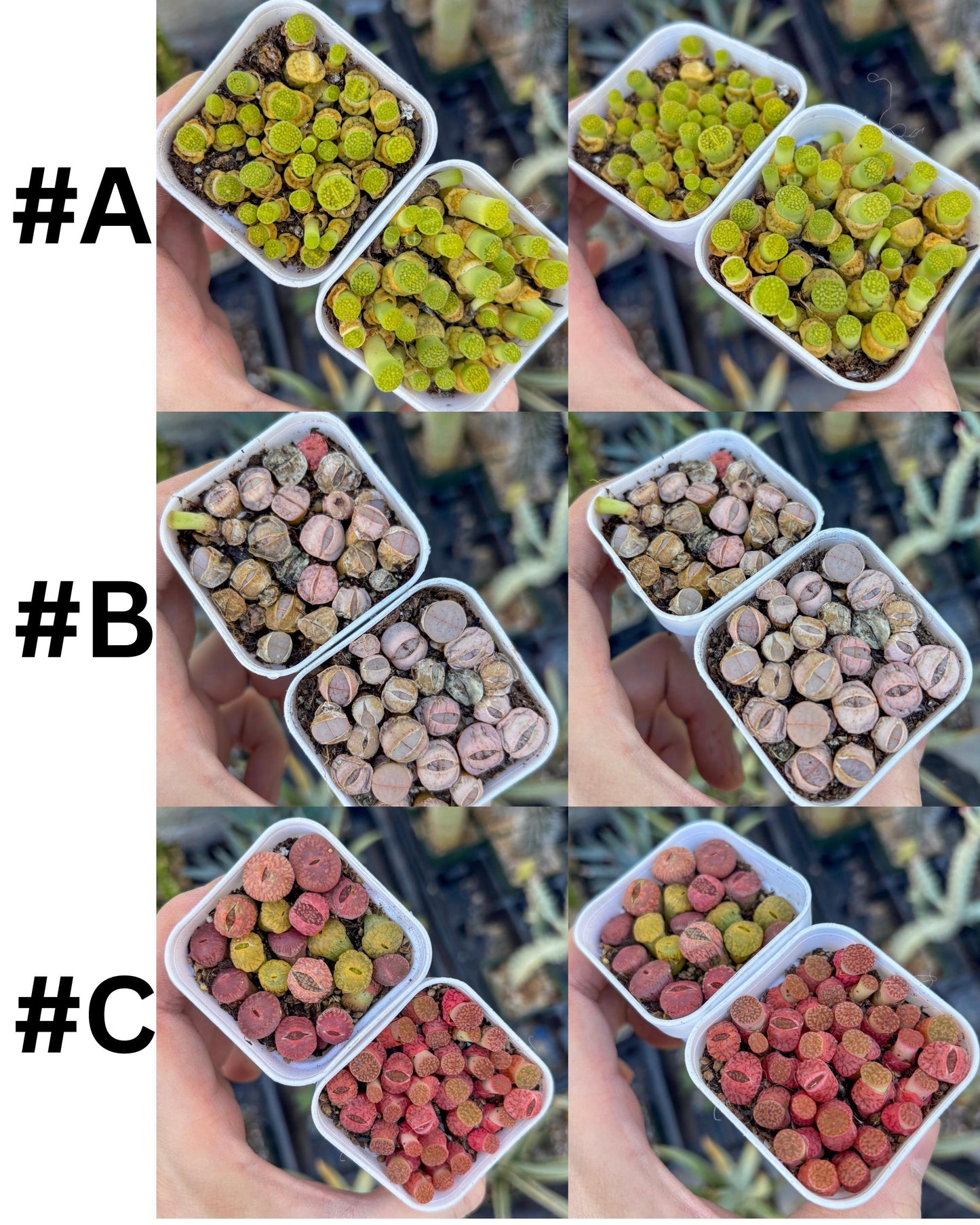 Colorful Lithops | In 2inch Pots