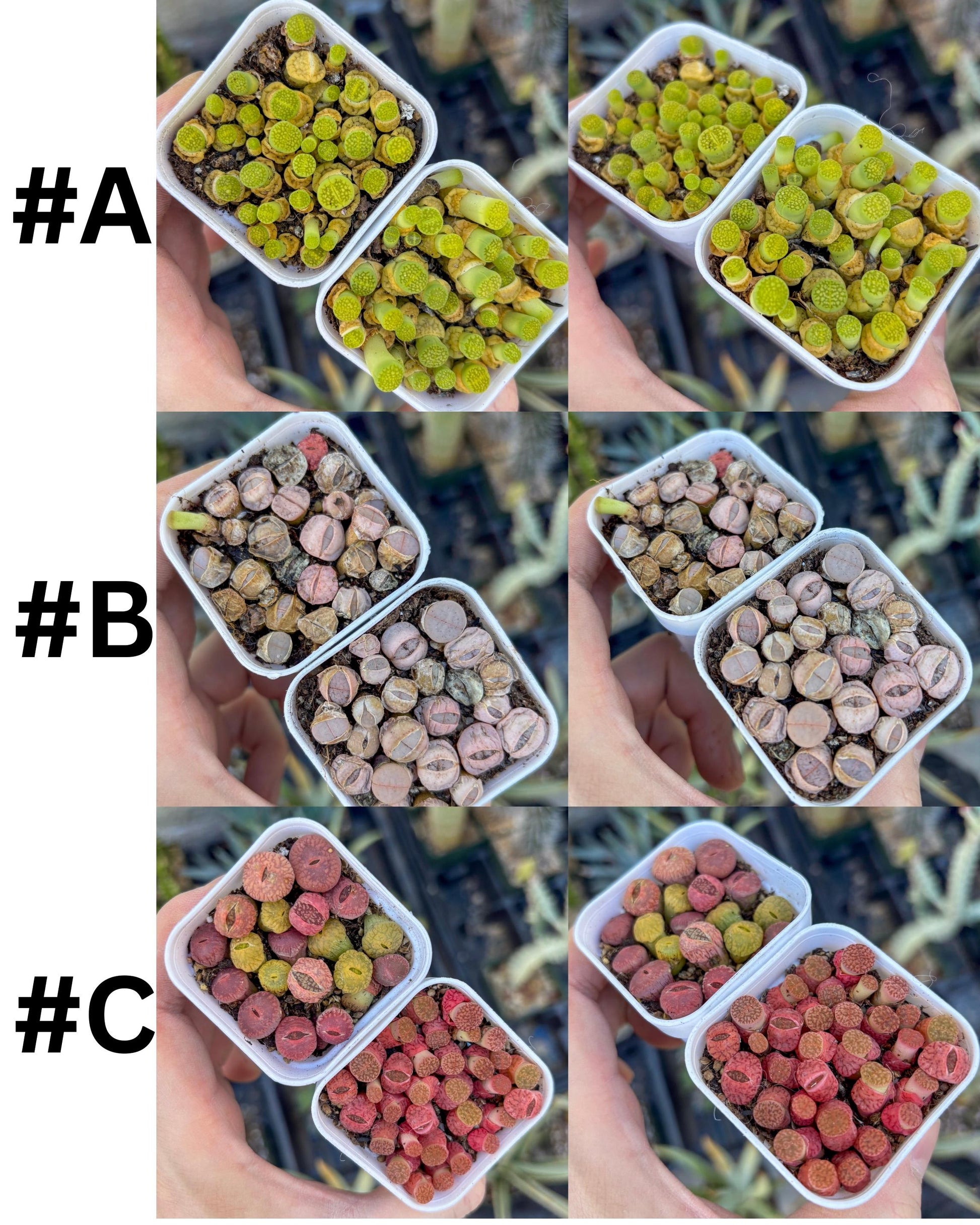 Colorful Lithops | In 2inch Pots