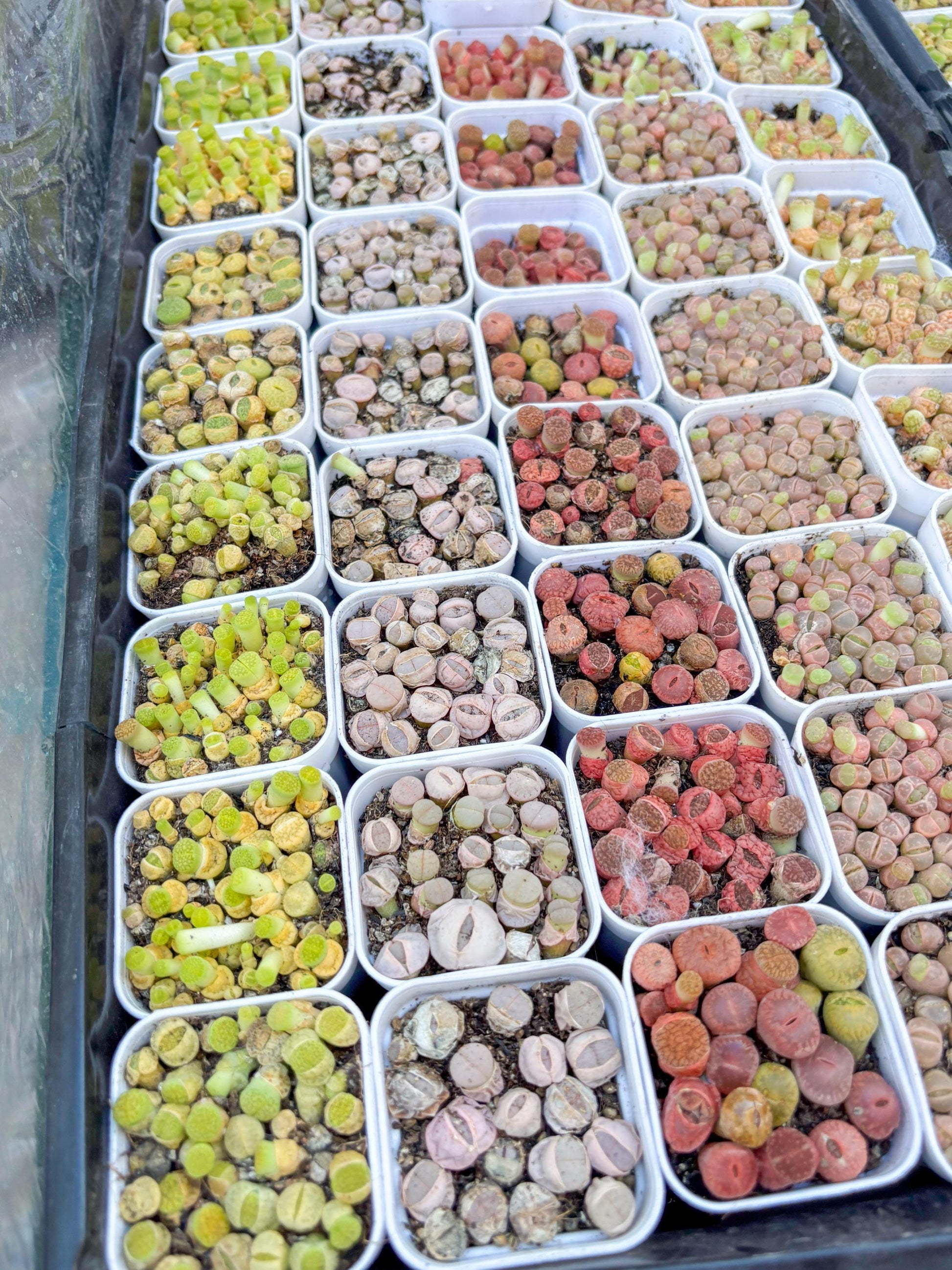 Colorful Lithops | In 2inch Pots