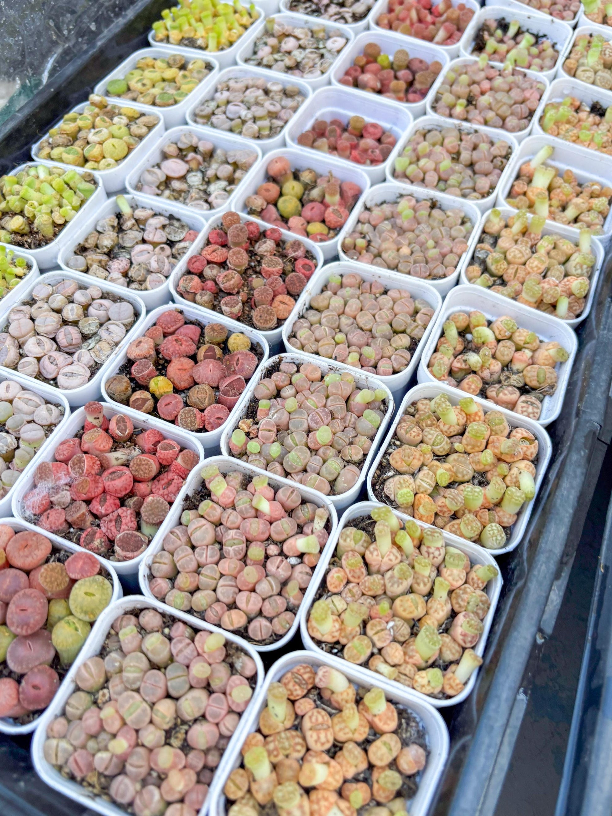 Colorful Lithops | In 2inch Pots