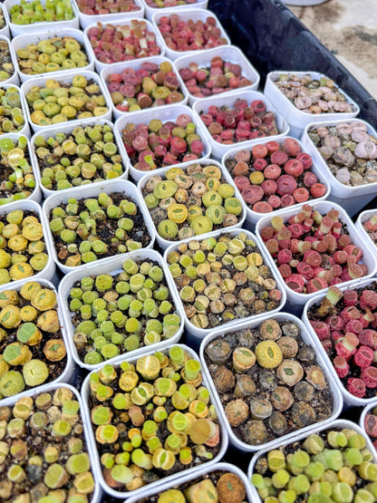Colorful Lithops | In 2inch Pots
