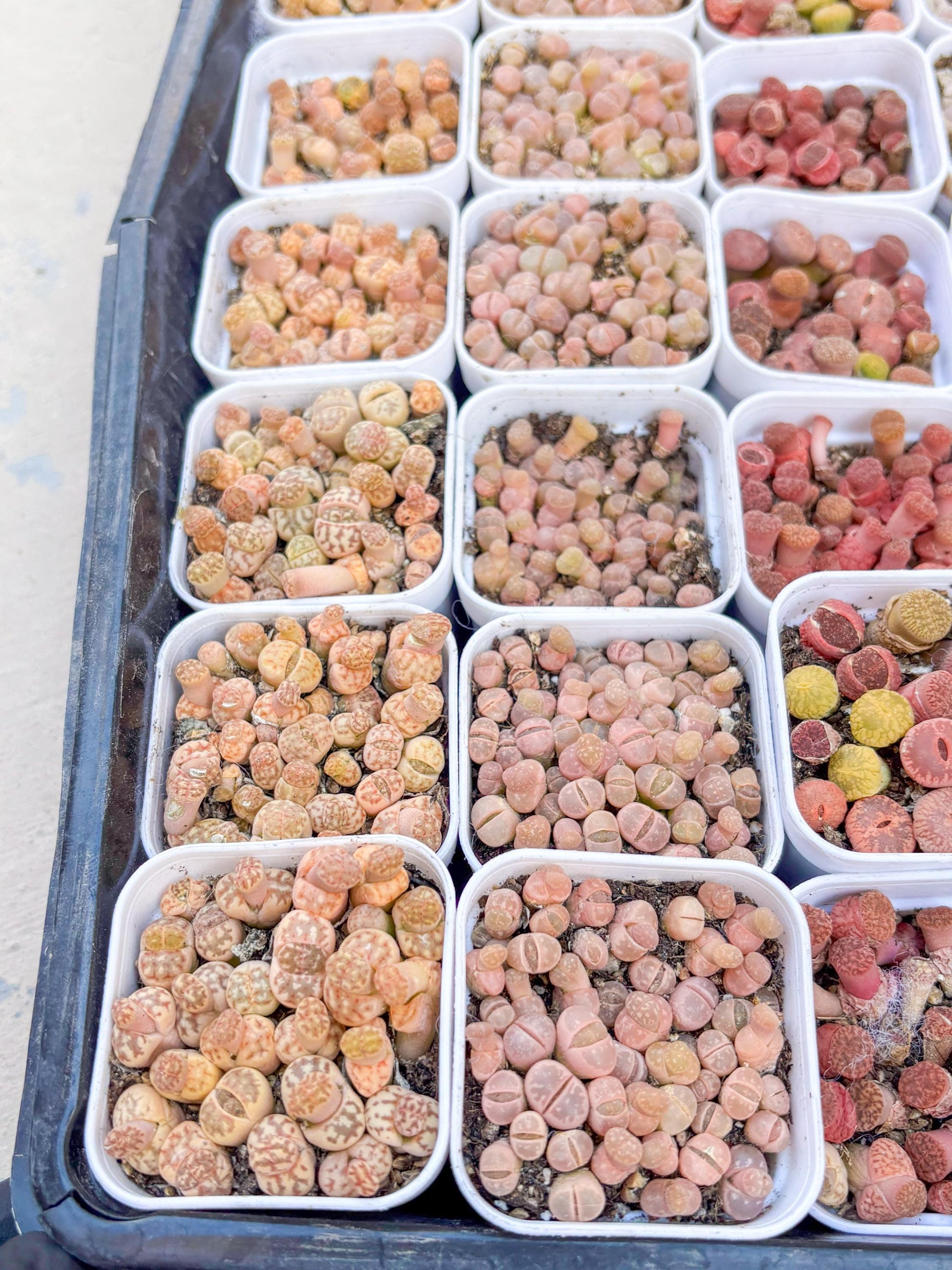 Colorful Lithops | In 2inch Pots