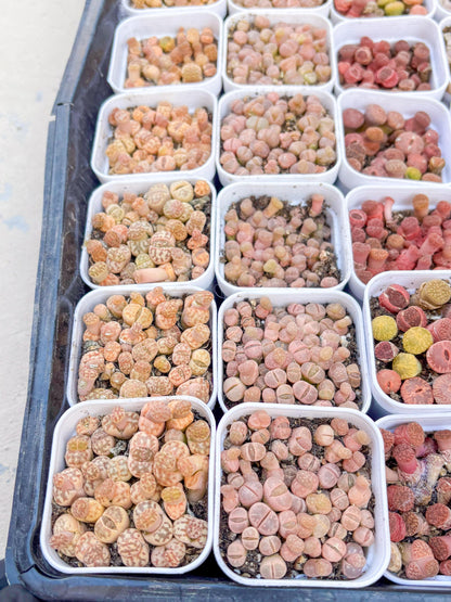 Colorful Lithops | In 2inch Pots