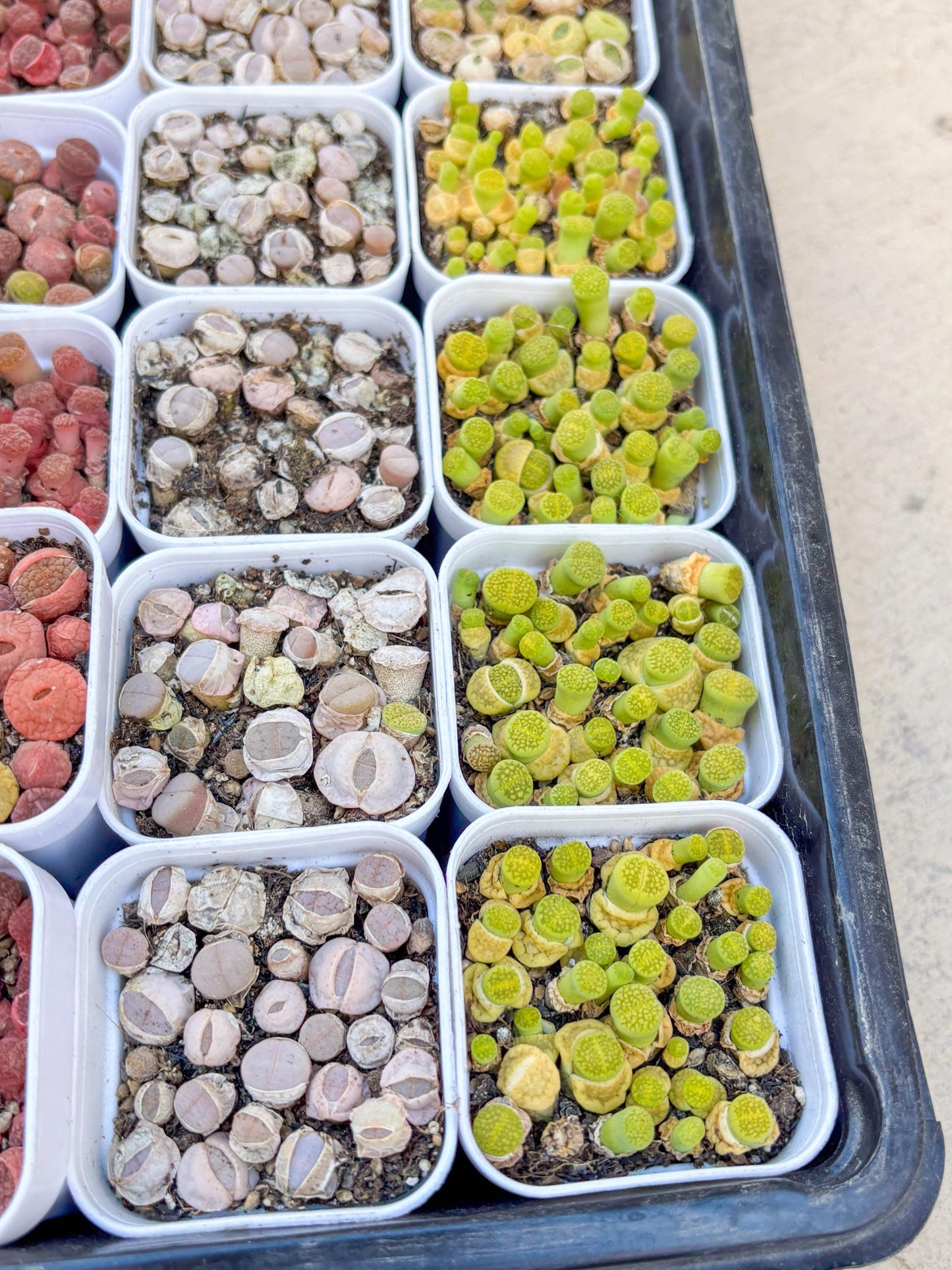 Colorful Lithops | In 2inch Pots