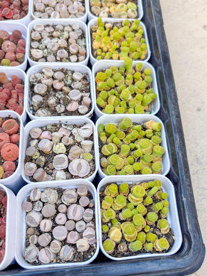 Colorful Lithops | In 2inch Pots