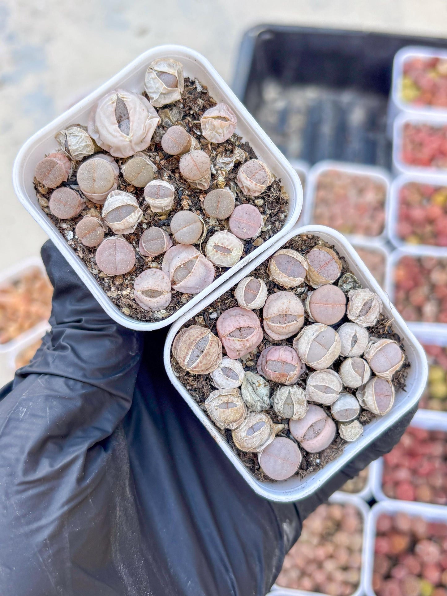Colorful Lithops | In 2inch Pots