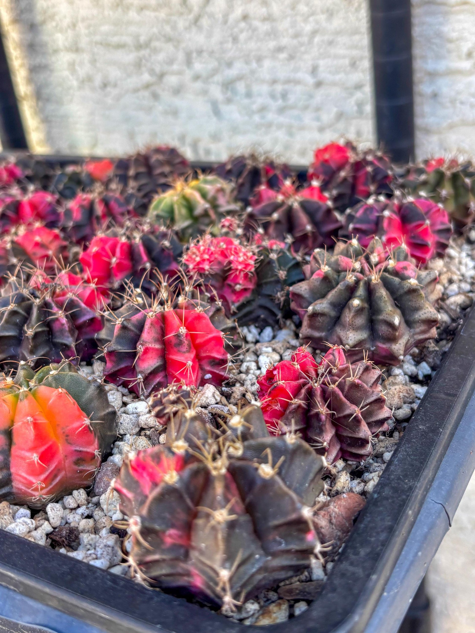 Gymnocalycium | Sellers choice | Great for beginners | 1.2~1.5Inch