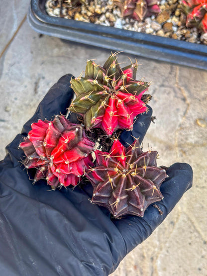 Gymnocalycium | Sellers choice | Great for beginners | 1.2~1.5Inch
