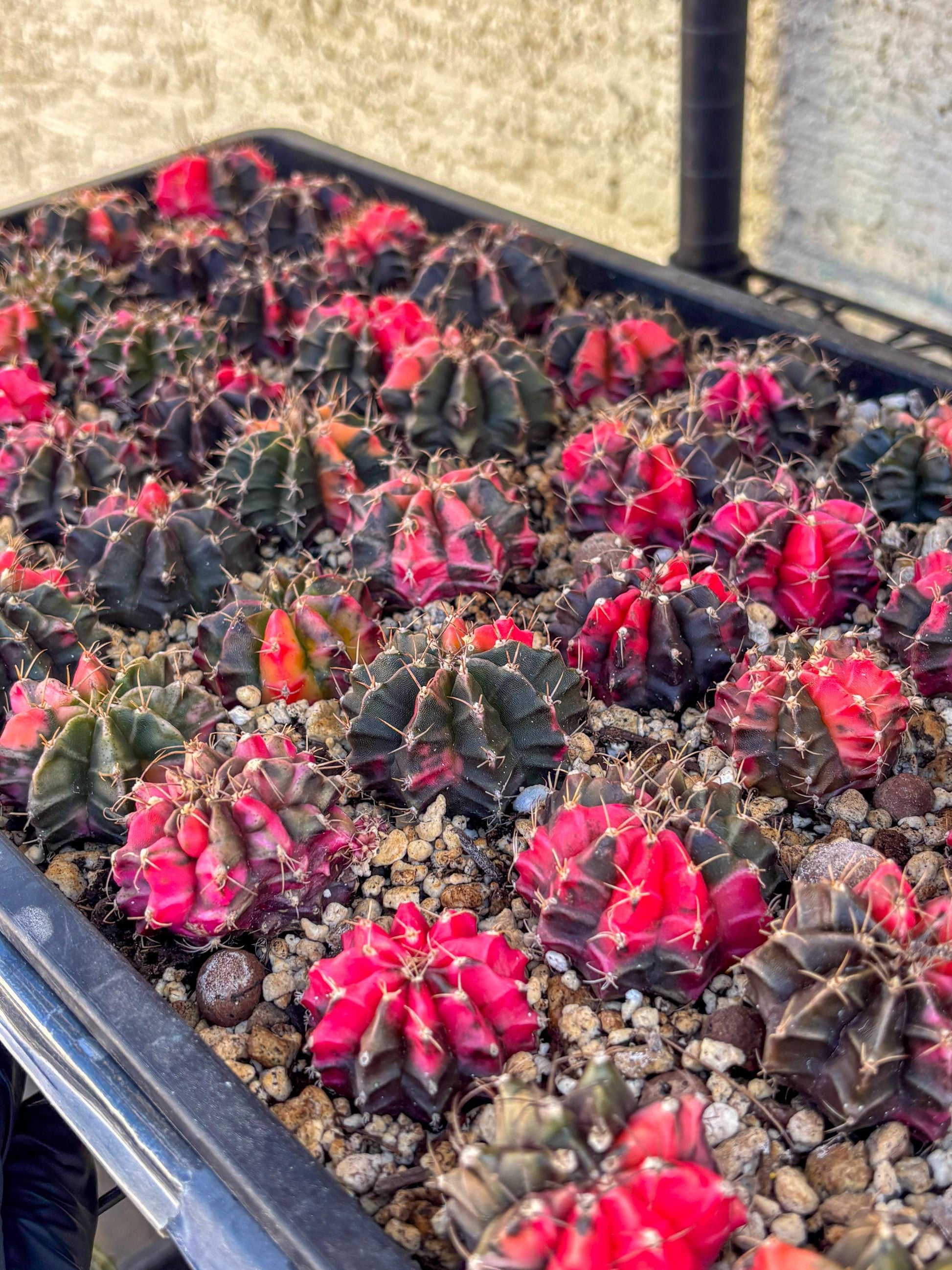 Gymnocalycium | Sellers choice | Great for beginners | 1.2~1.5Inch