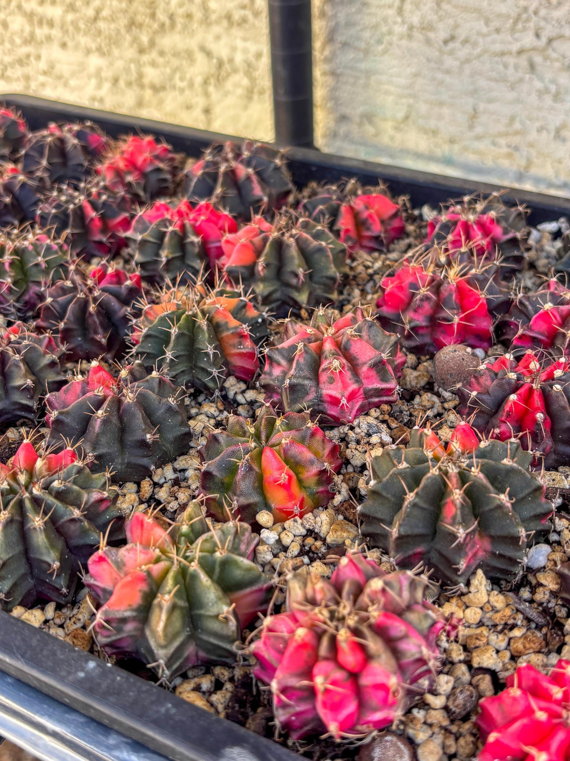 Gymnocalycium | Sellers choice | Great for beginners | 1.2~1.5Inch