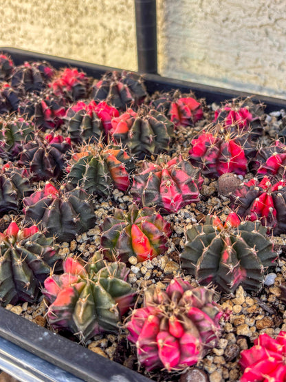 Gymnocalycium | Sellers choice | Great for beginners | 1.2~1.5Inch