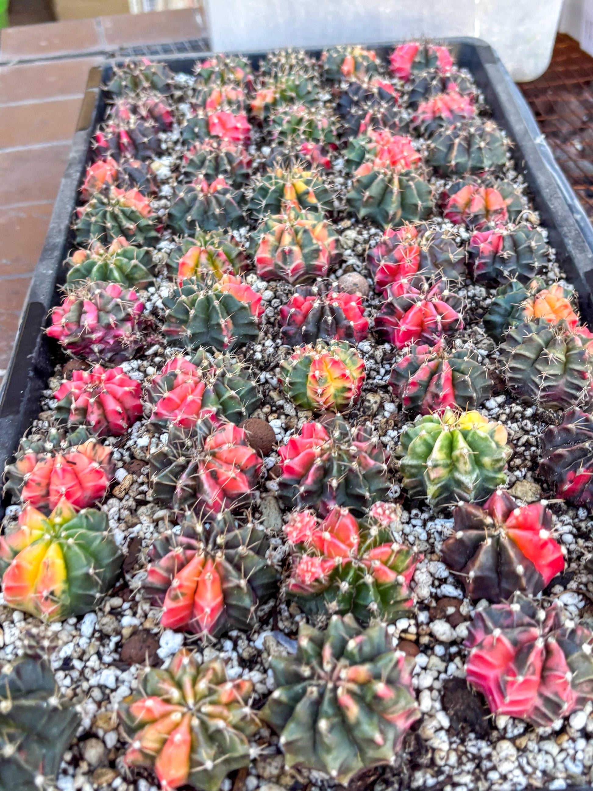 Gymnocalycium | Sellers choice | Great for beginners | 1.2~1.5Inch