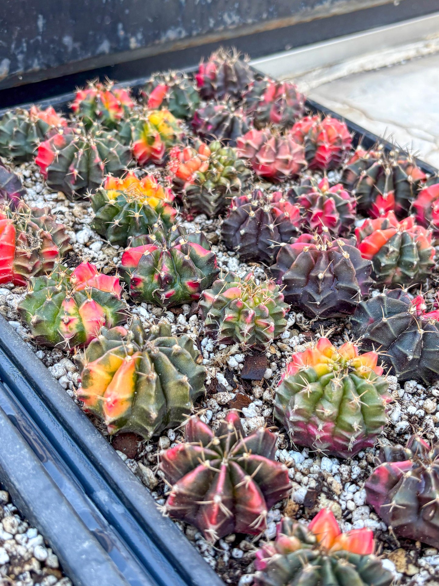 Gymnocalycium | Sellers choice | Great for beginners | 1.2~1.5Inch