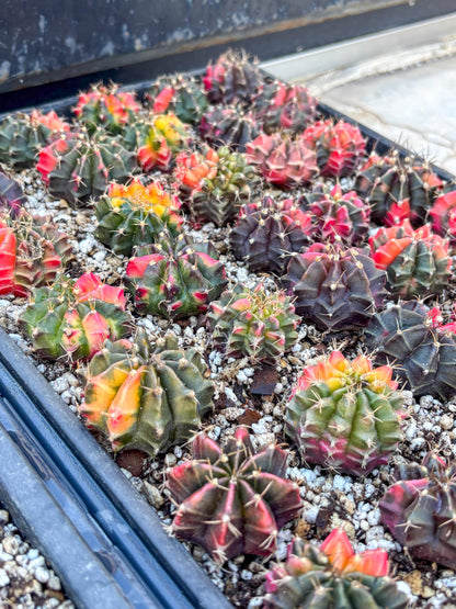Gymnocalycium | Sellers choice | Great for beginners | 1.2~1.5Inch