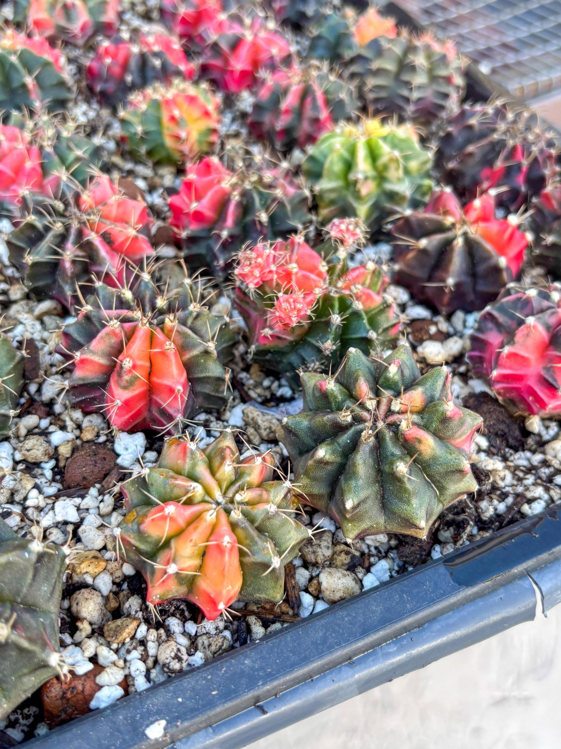 Gymnocalycium | Sellers choice | Great for beginners | 1.2~1.5Inch