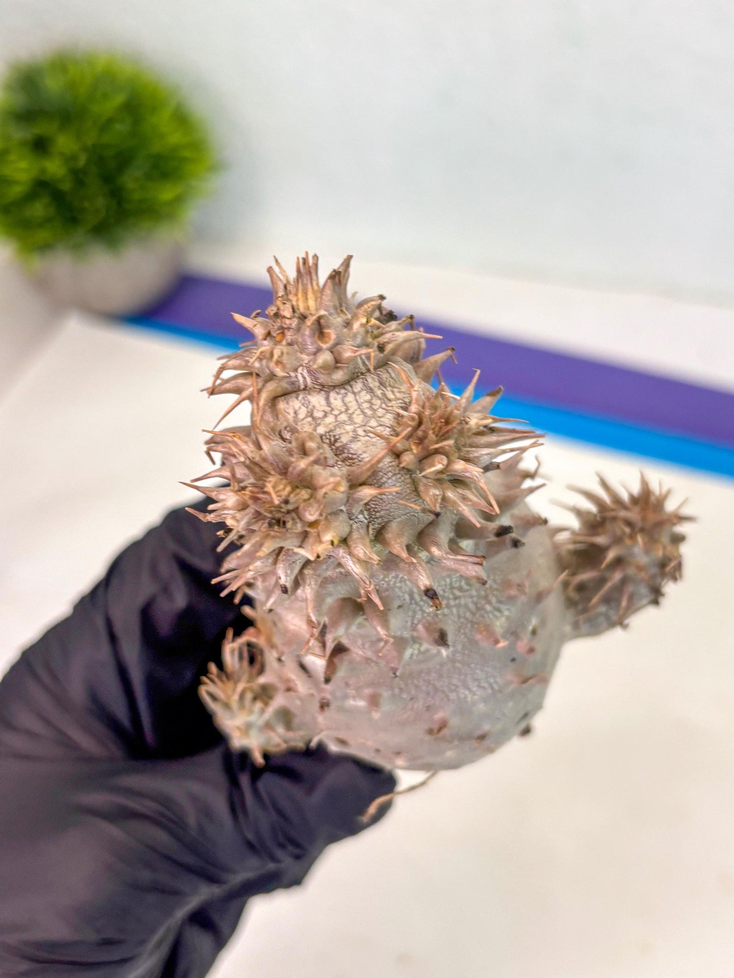 Brevicaule Baker (5) | Rare Plants | Ship with Pots