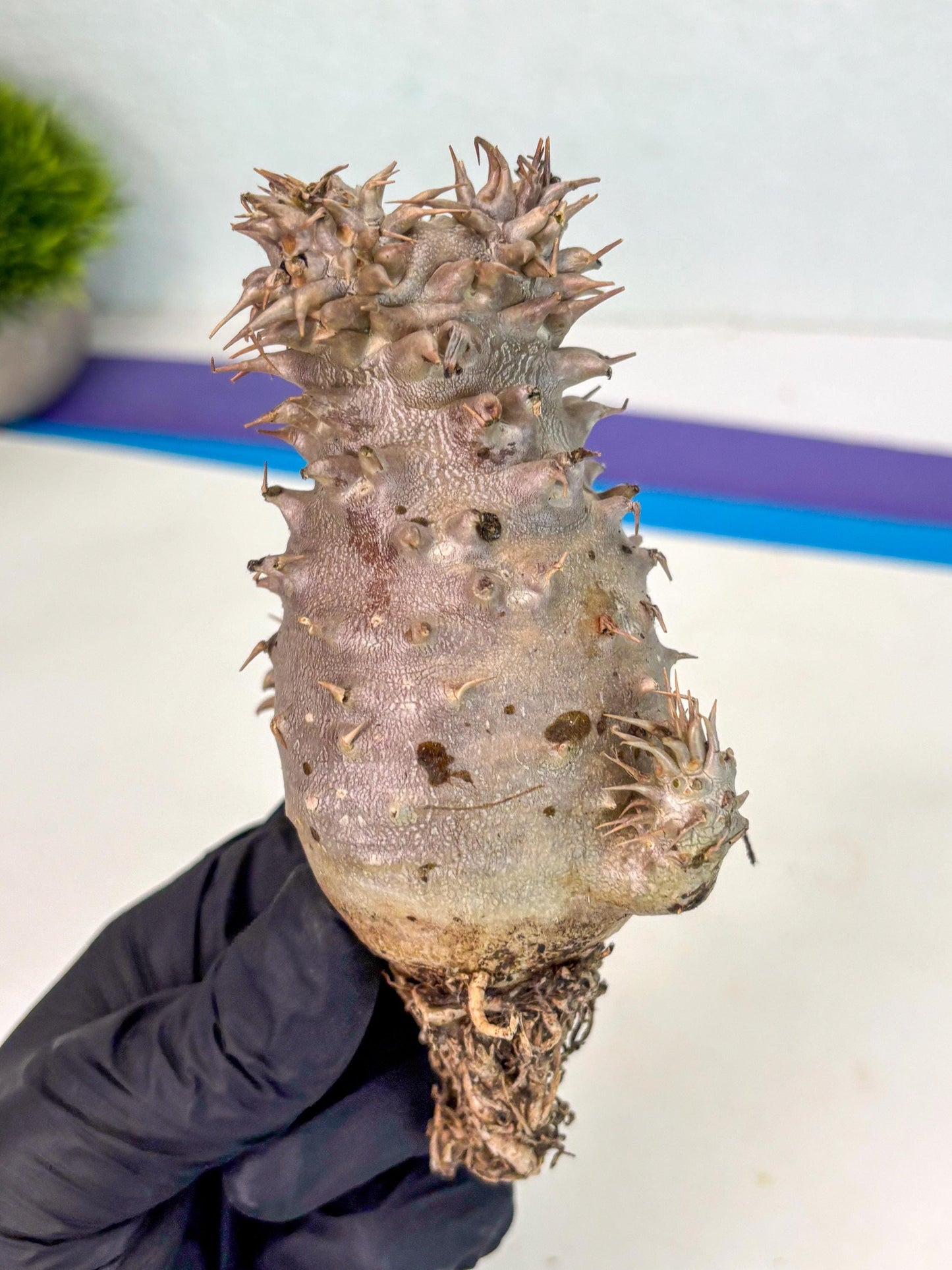 Brevicaule Baker (5) | Rare Plants | Ship with Pots