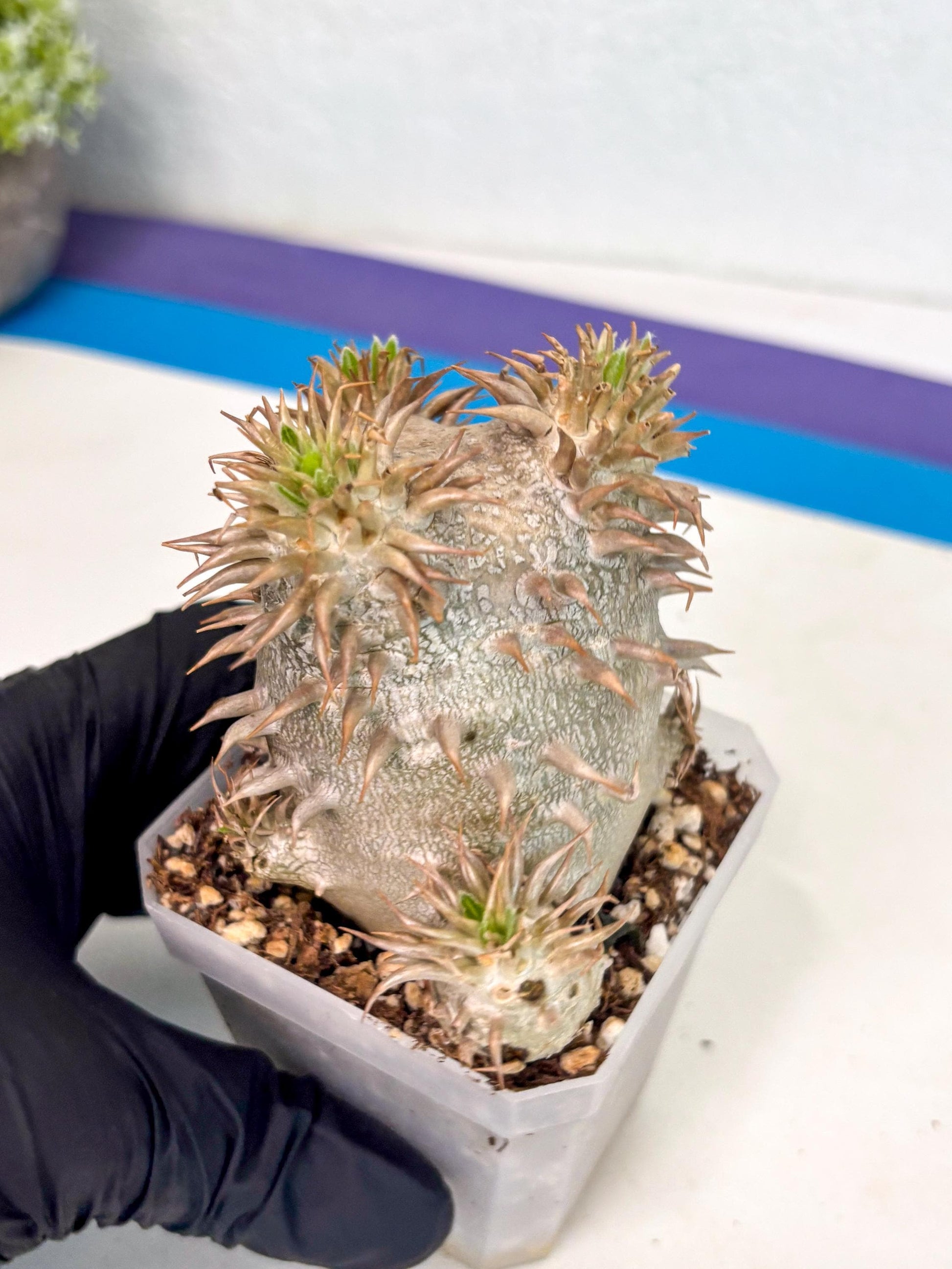 Brevicaule Baker (4) | Rare Plants | Ship with Pots