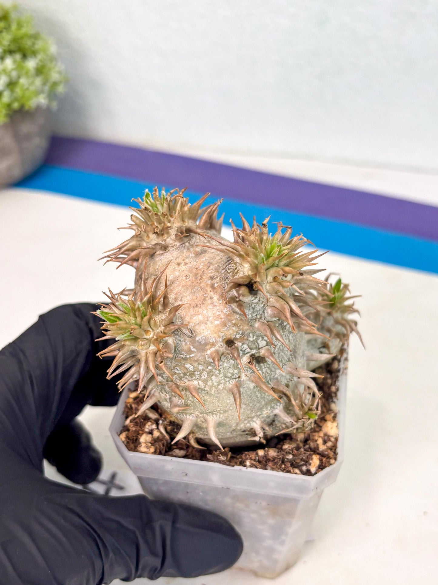 Brevicaule Baker (4) | Rare Plants | Ship with Pots