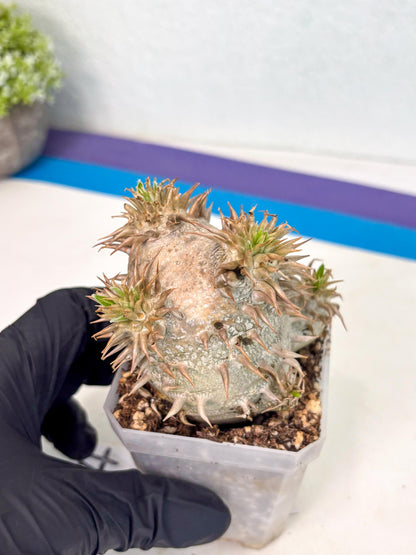 Brevicaule Baker (4) | Rare Plants | Ship with Pots