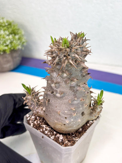 Brevicaule Baker (5) | Rare Plants | Ship with Pots