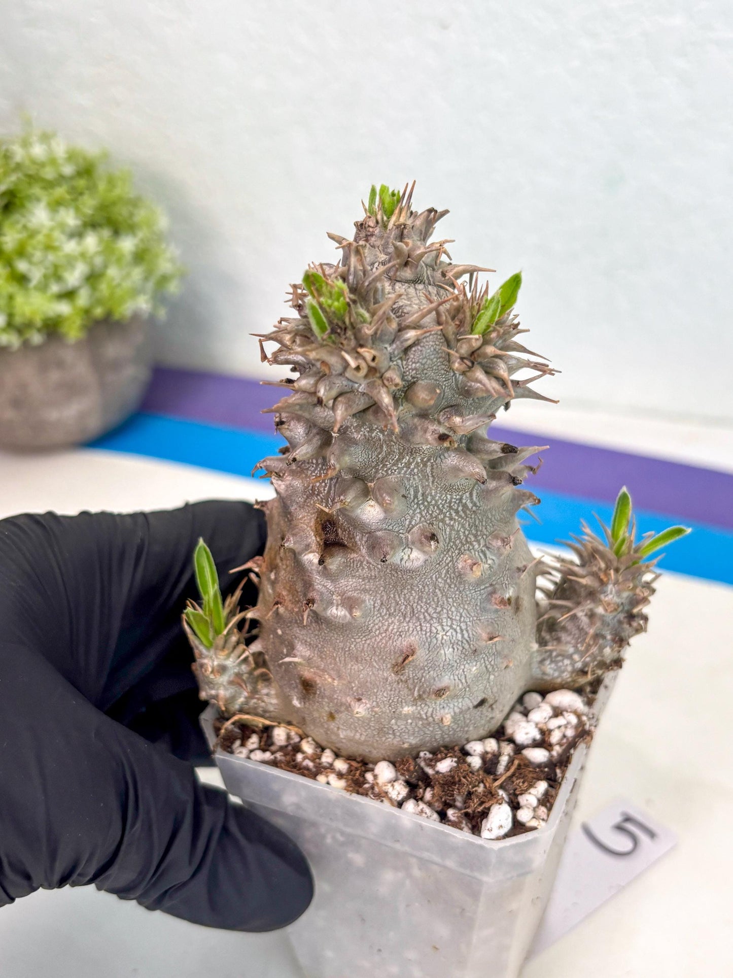 Brevicaule Baker (5) | Rare Plants | Ship with Pots