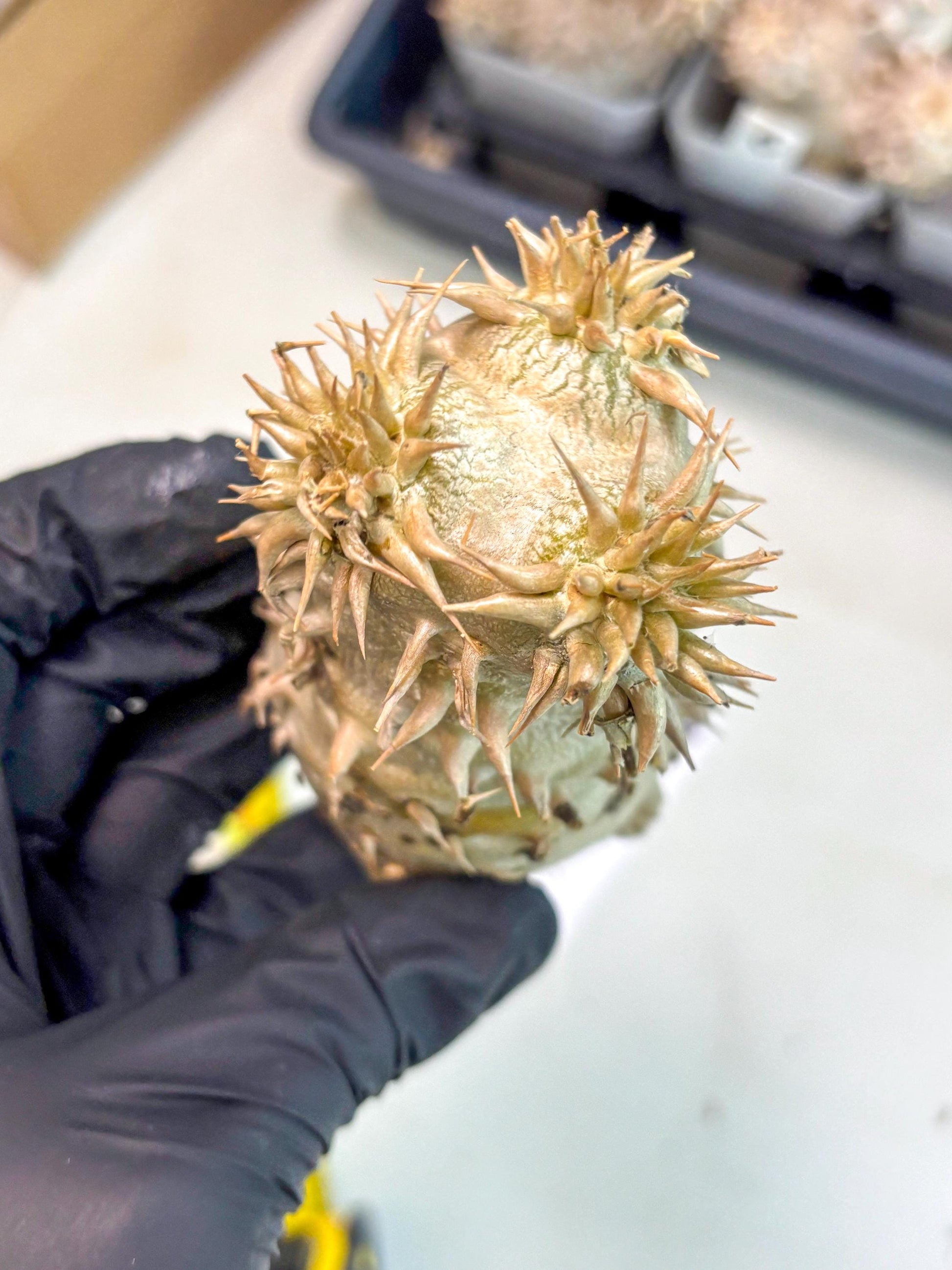 Brevicaule Baker (9) | Rare Plants | Ship with Pots
