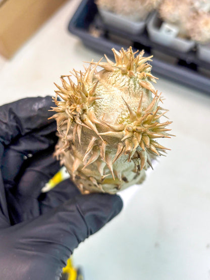 Brevicaule Baker (9) | Rare Plants | Ship with Pots