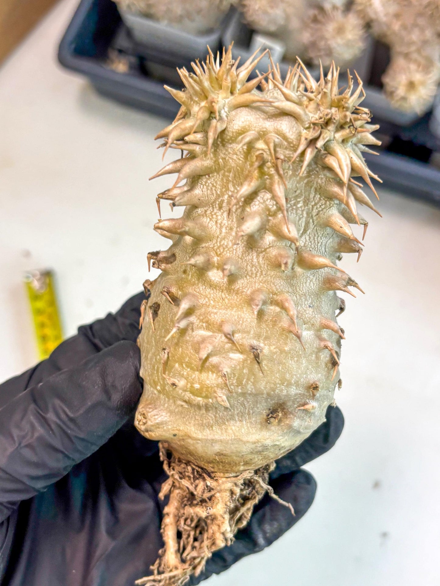 Brevicaule Baker (9) | Rare Plants | Ship with Pots