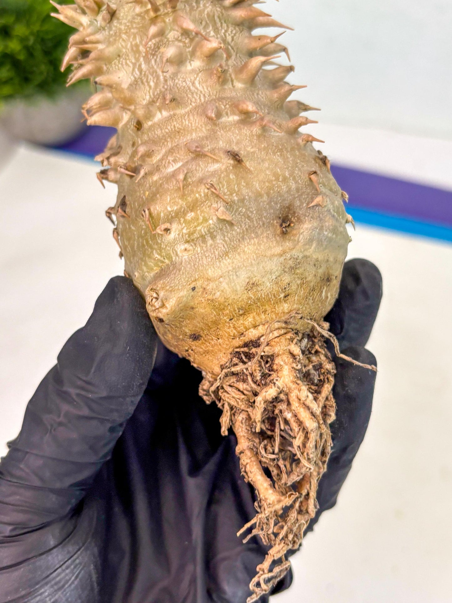 Brevicaule Baker (9) | Rare Plants | Ship with Pots
