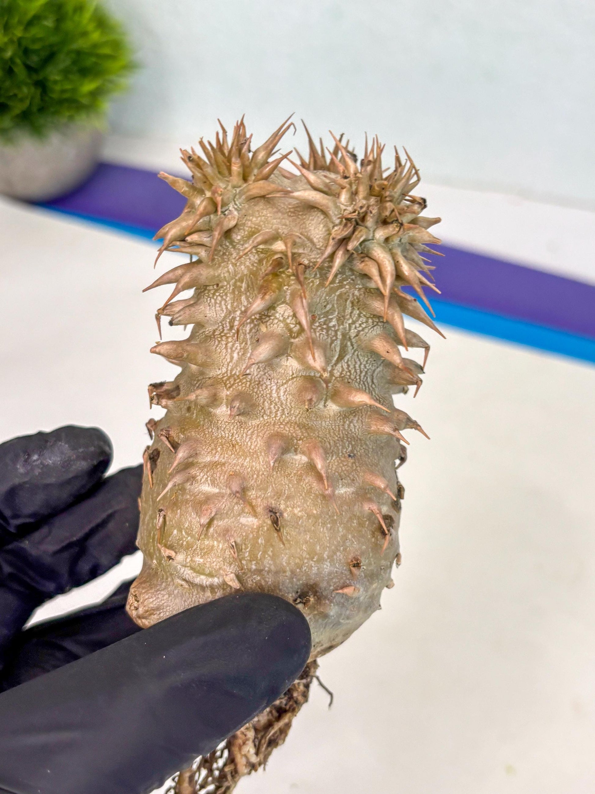 Brevicaule Baker (9) | Rare Plants | Ship with Pots