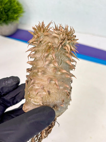 Brevicaule Baker (9) | Rare Plants | Ship with Pots