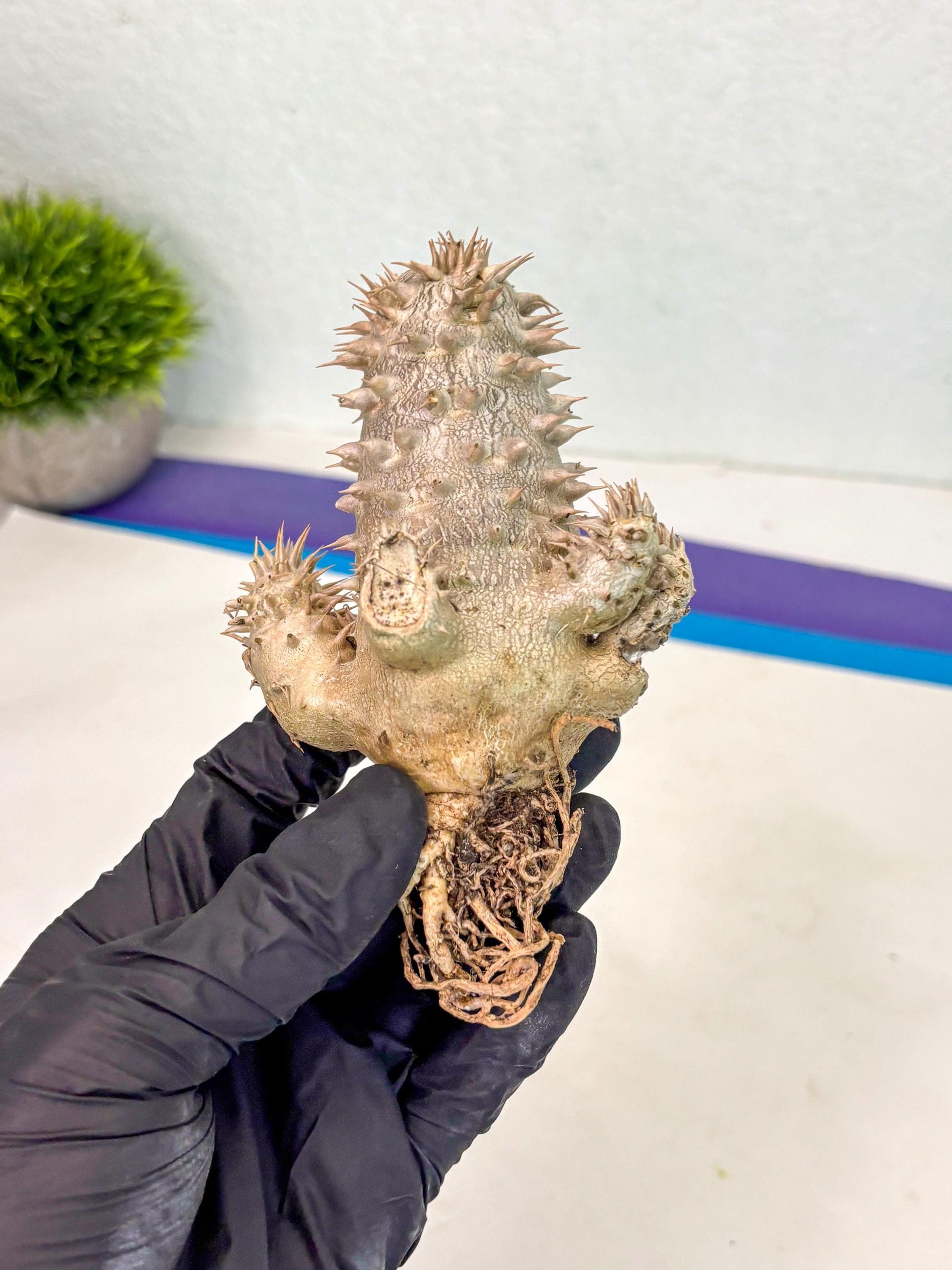 Brevicaule Baker (12) | Rare Plants | Ship with Pots