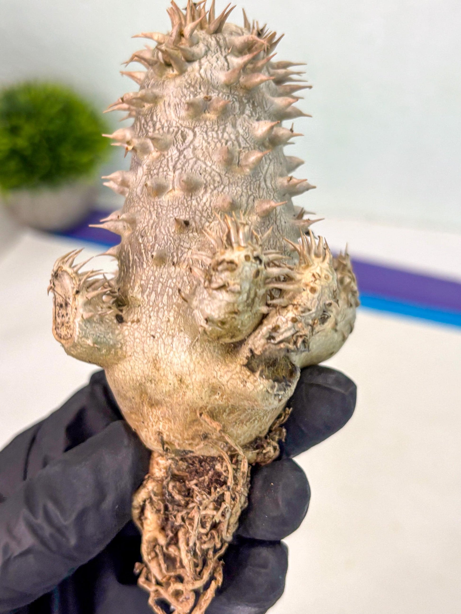 Brevicaule Baker (12) | Rare Plants | Ship with Pots
