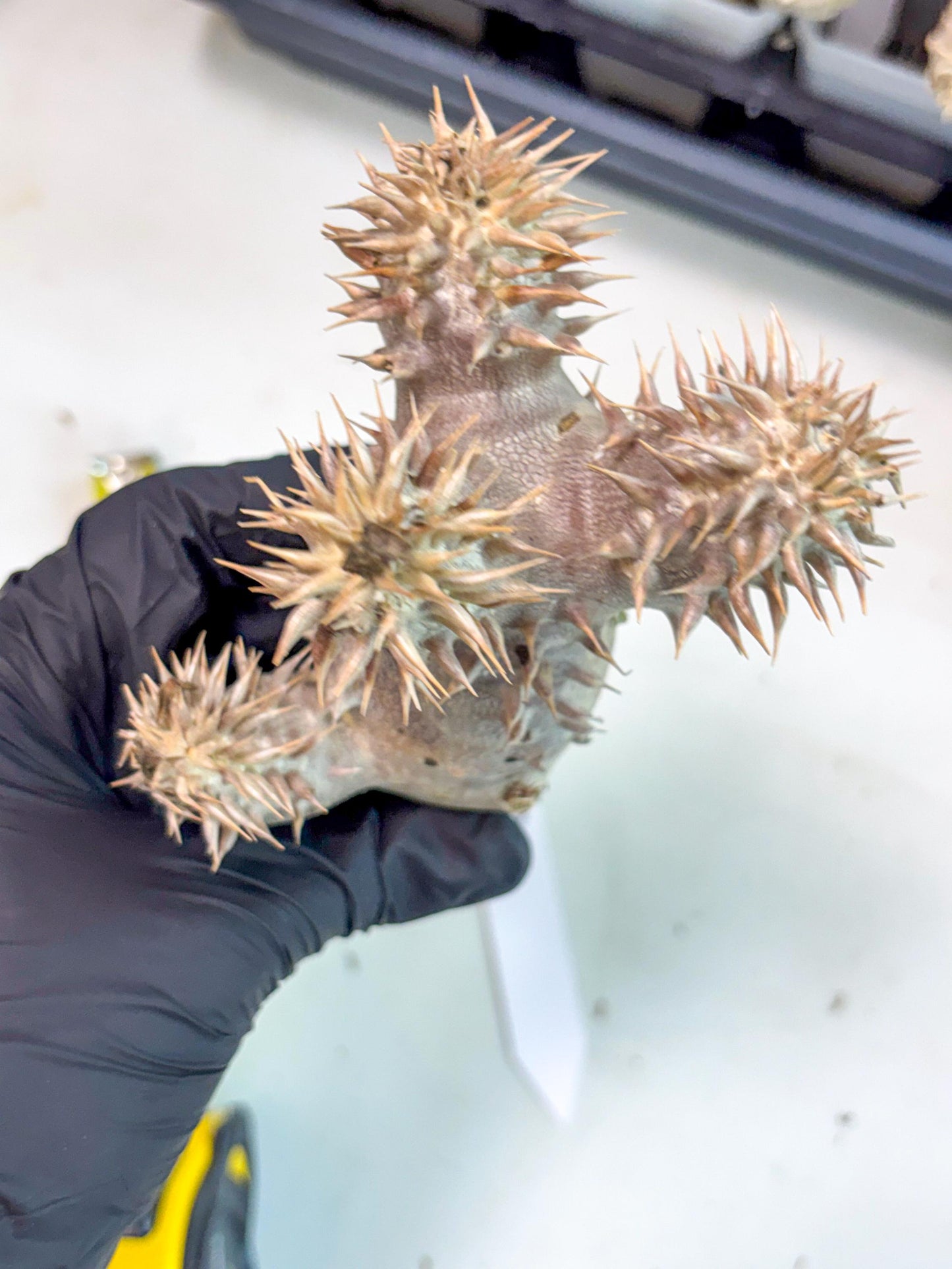 Brevicaule Baker (16) | Rare Plants | Ship with Pots