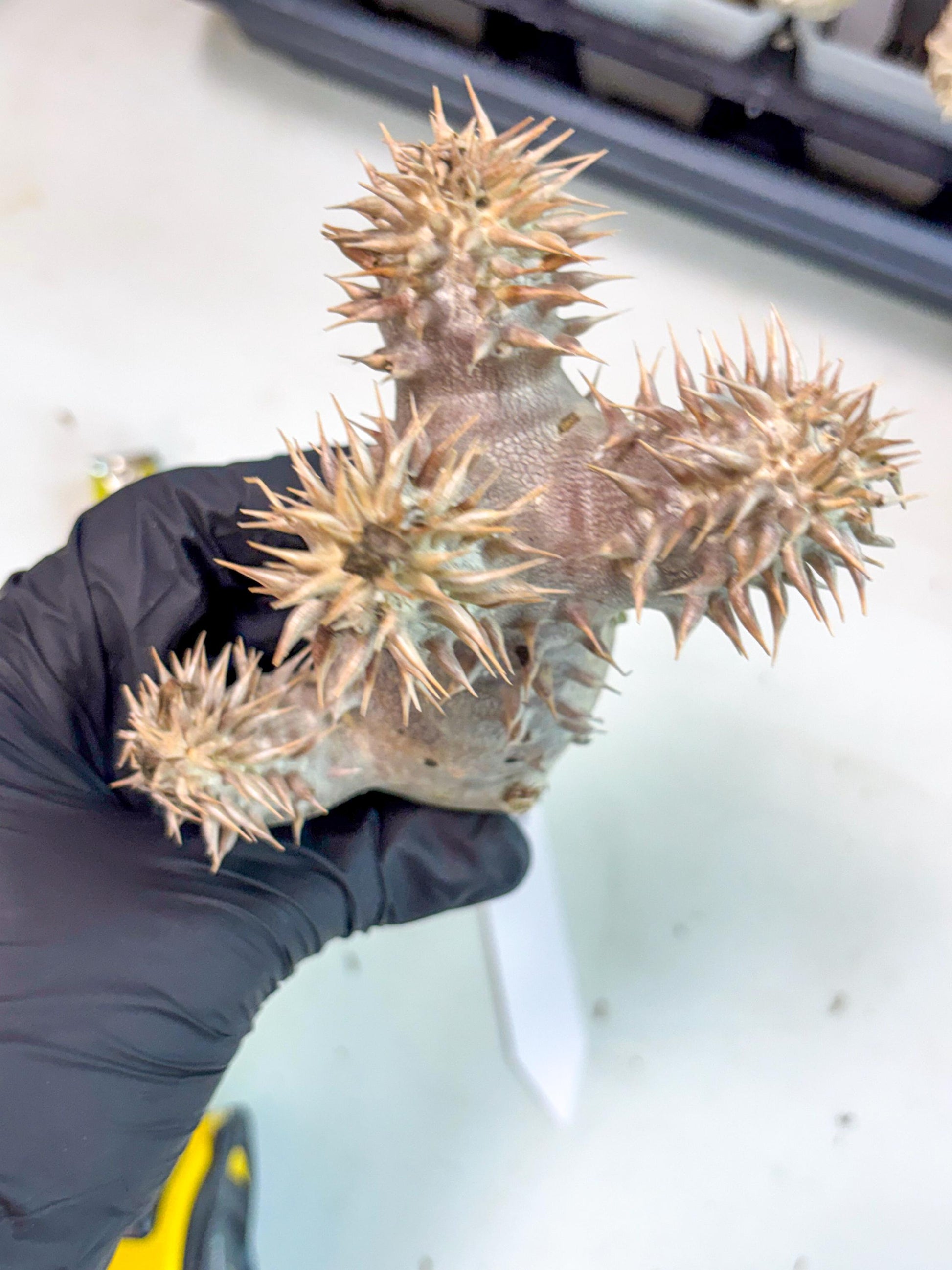 Brevicaule Baker (16) | Rare Plants | Ship with Pots