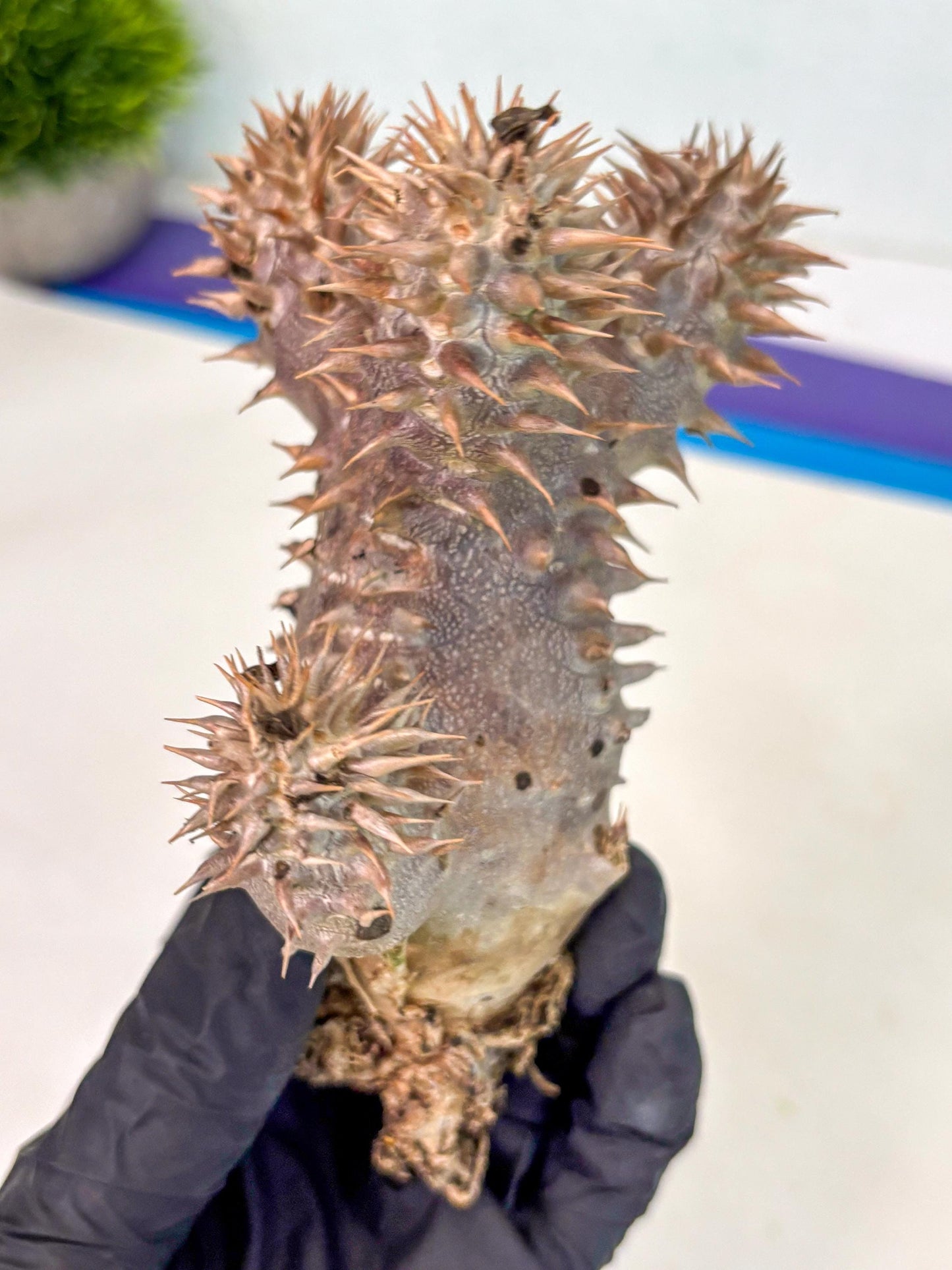Brevicaule Baker (16) | Rare Plants | Ship with Pots