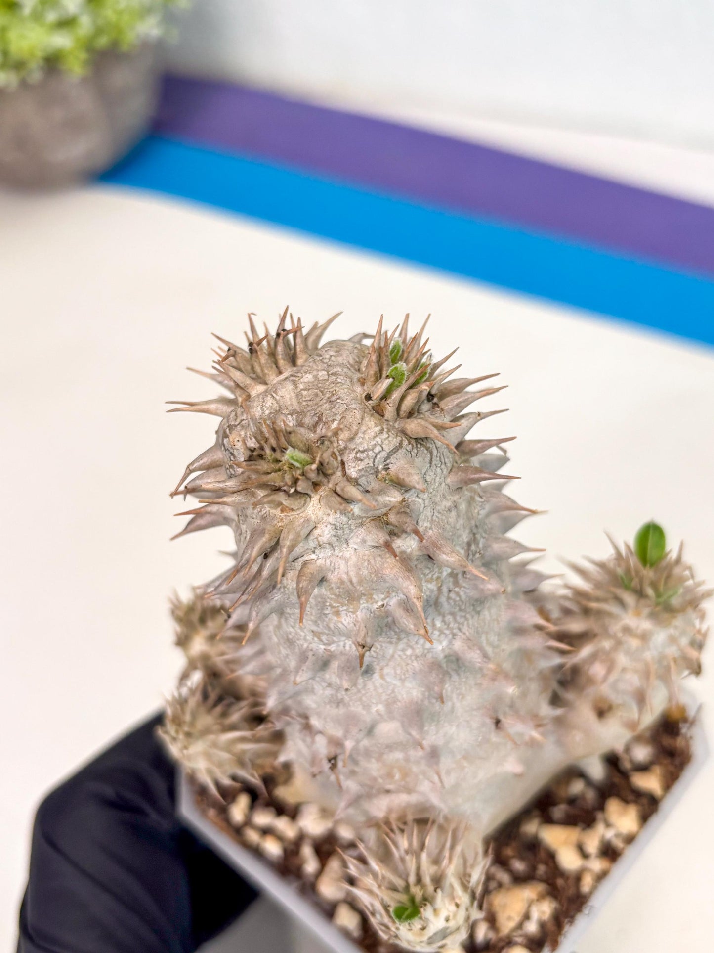 Brevicaule Baker (12) | Rare Plants | Ship with Pots
