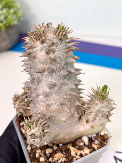 Brevicaule Baker (12) | Rare Plants | Ship with Pots
